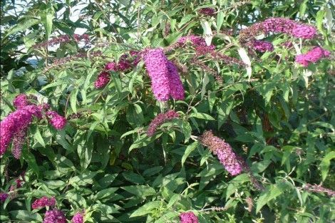 BUDDLEJA davidii 'Royal Red' BUDDLEJA davidii 'Royal Red'