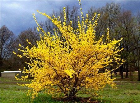 FORSYTHIA'Goldrausch' à partir de 9.50 € FORSYTHIA'Goldrausch' à partir de 9.50 €