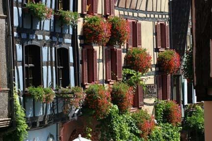 Les Géraniums lierre 'Roi des Balcons' sont disponibles Les Géraniums lierre 'Roi des Balcons' sont disponibles