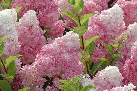 Des hortensias au soleil : découvrez nos hortensias paniculés Des hortensias au soleil : découvrez nos hortensias paniculés
