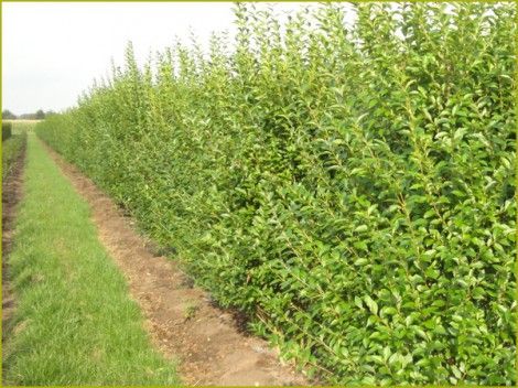 LIGUSTRUM ovalifolium en racines nues à partir de 2.75 € LIGUSTRUM ovalifolium en racines nues à partir de 2.75 €
