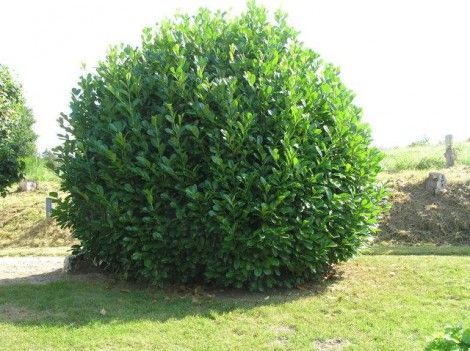 PRUNUS rotundifolia 80/100 cm PROMO à partir de 6.99 € PRUNUS rotundifolia 80/100 cm PROMO à partir de 6.99 €