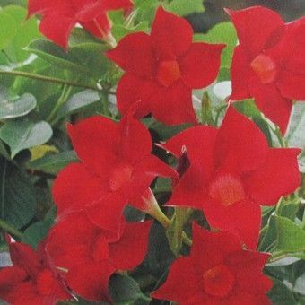 Le dipladenia Sundaville : ou un dromadaire sur ma terrasse Le dipladenia Sundaville : ou un dromadaire sur ma terrasse