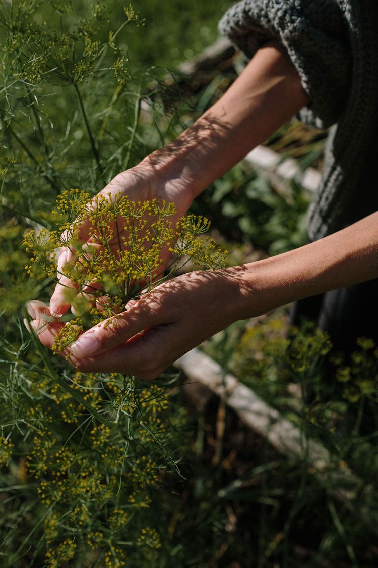 une plante en extérieur