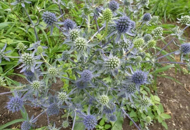 ERYNGIUM planum 'Blauer Zwerg' Plantes Shopping