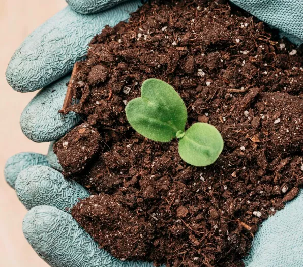 Engrais / Traitements