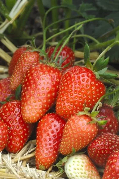 Potager