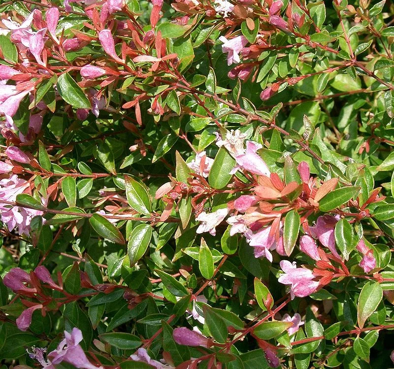 Abelia grandiflora