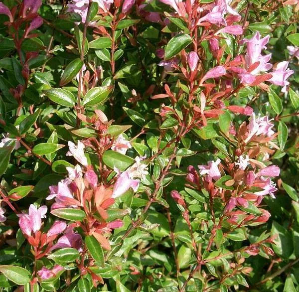 Abelia Edward Goucher