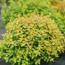 Abelia grandiflora Little Gold