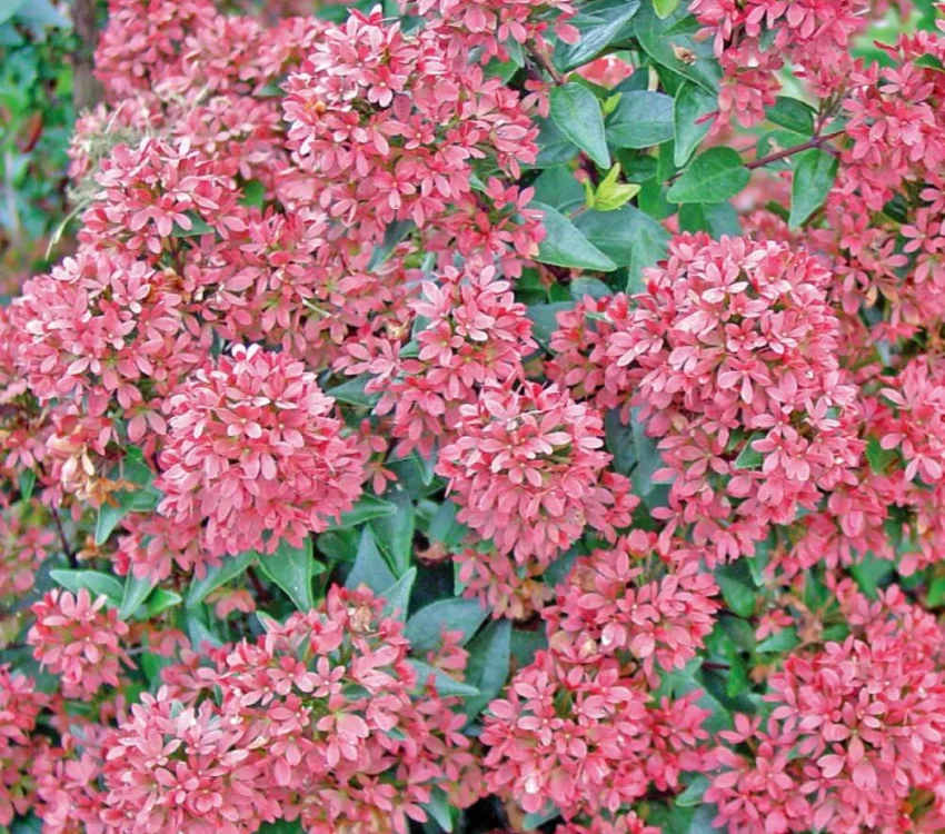 Abelia grandiflora Raspberry Profusion