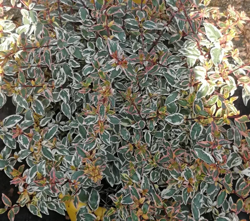 Abelia Grandiflora Tricolor Charm