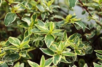 Abelia grandiflora Sparkling Silver
