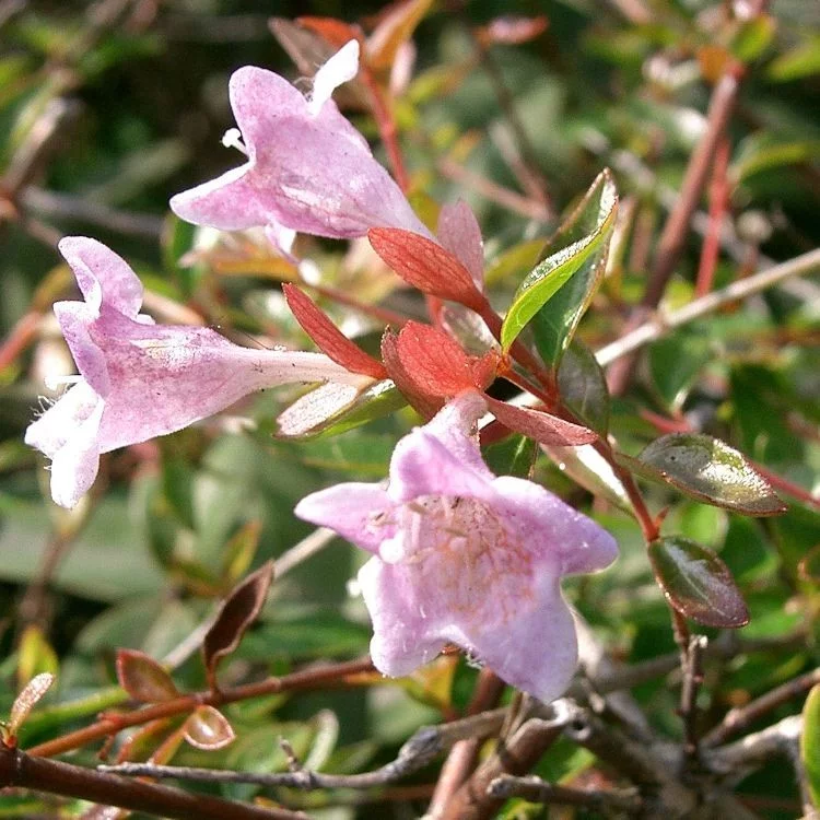 Abelia Petite Garden