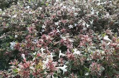 Abelia grandiflora Conti