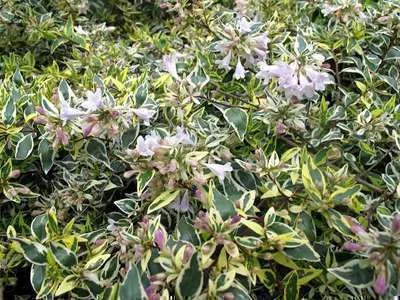 Abelia grandiflora Hopleys