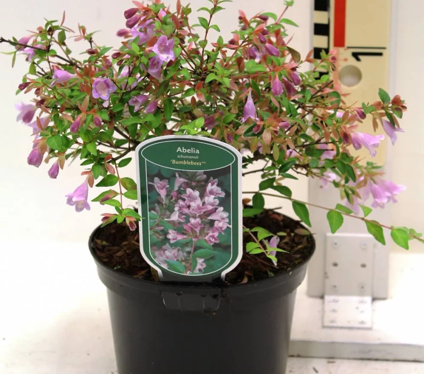 Abelia grandiflora Bumble Bees