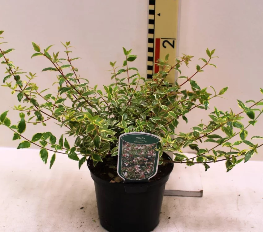 Abelia grandiflora Radiance