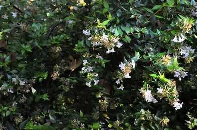 Abelia grandiflora Sherwood