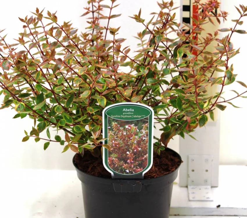 Abelia grandiflora Sunshine Daydream