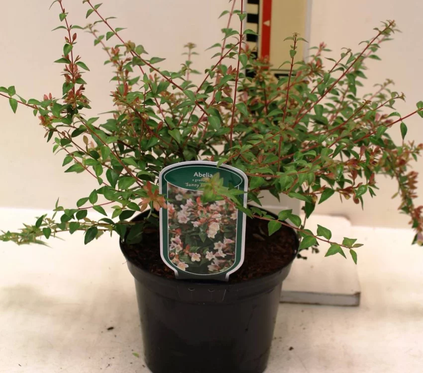 Abelia grandiflora Sunny Charm