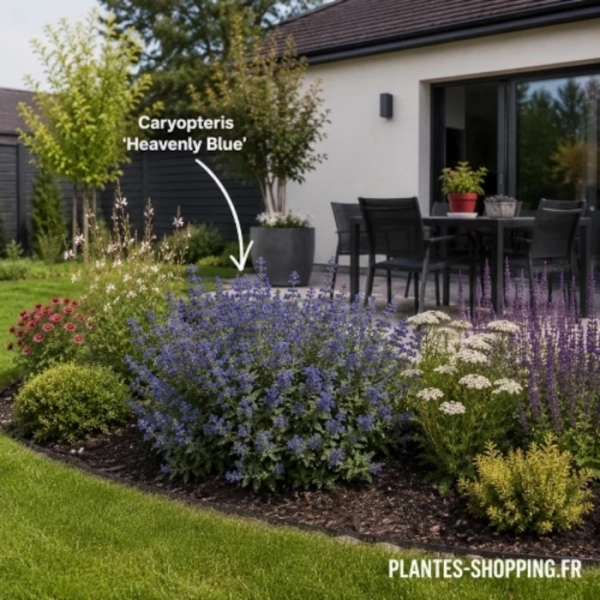 diverses plantes