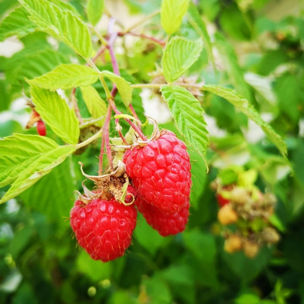 diverses plantes