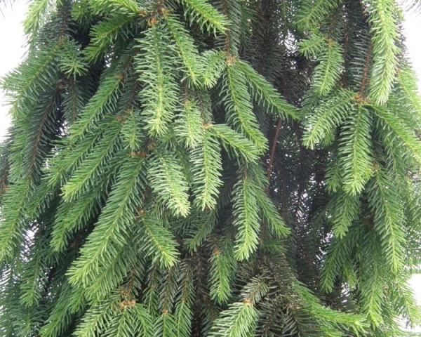 PICEA abies Inversa - Epicea pleureur Sapin au port retombant