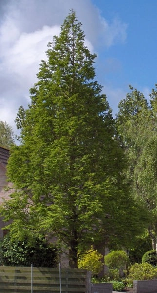METASEQUOIA glyptostroboides - Métaséquoia