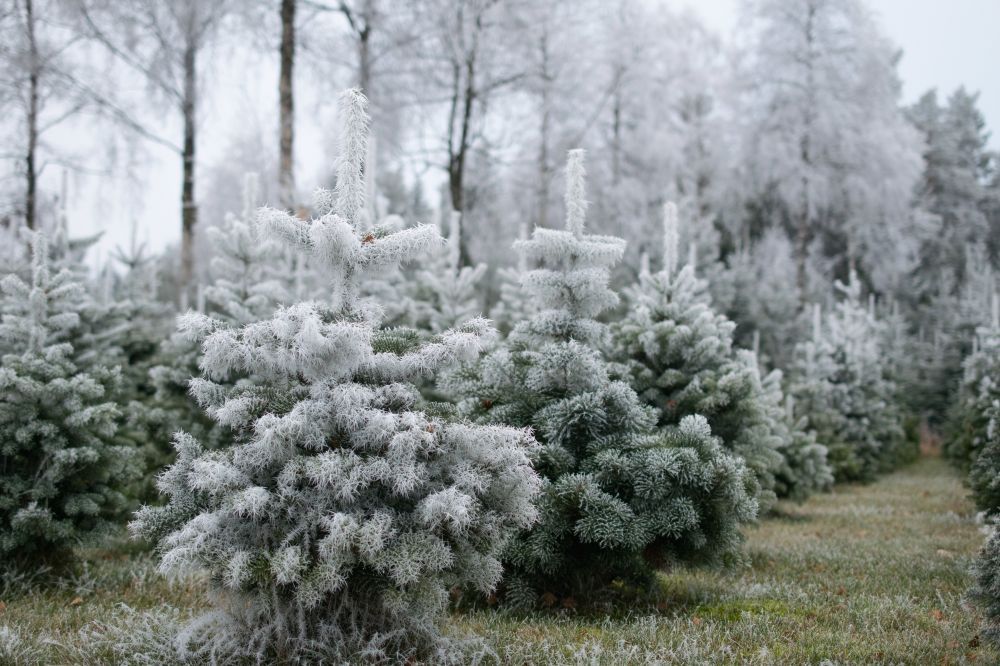 sapin hiver