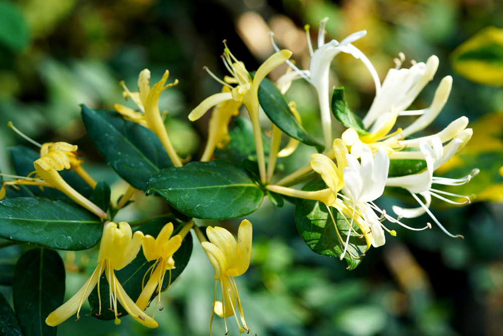 Lonicera en vente chez Plantes Shopping