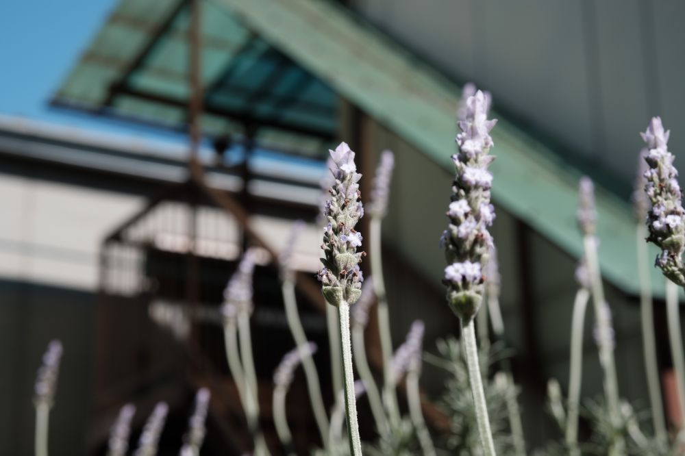 Achetez de la lavande en ligne chez Plantes Shopping