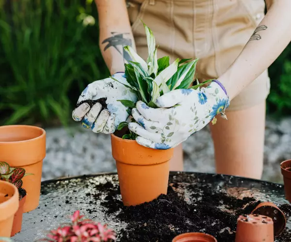 la plantation d'une plante