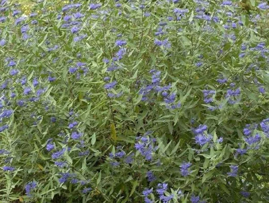 CARYOPTERIS clandonensis 'Heavenly Blue' - Spiréé bleue