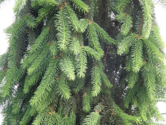 PICEA abies 'Inversa' - Sapin inversé