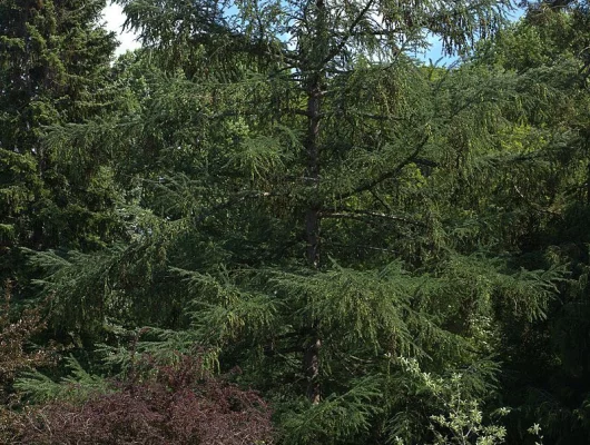 LARIX kaempferi - Mélèze du Japon