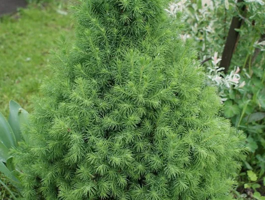 PICEA glauca 'Conica' - Sapinette blanche 'Glauca conica'