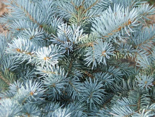 PICEA pungens 'Glauca' - Sapin bleu, Epicea bleu du Colorado