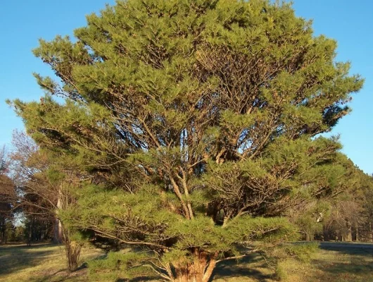 PINUS densiflora 'Umbraculifera' - Pin rouge du Japon