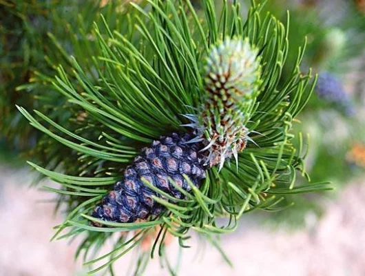 PINUS leucodermis 'Satellit' - Pin de Bosnie fastigié