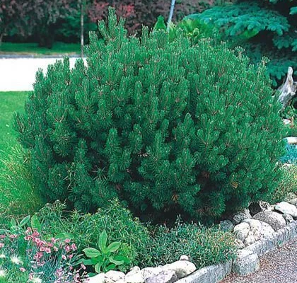 PINUS mugo 'Gnom' - Pin mugho nain 'Gnom'