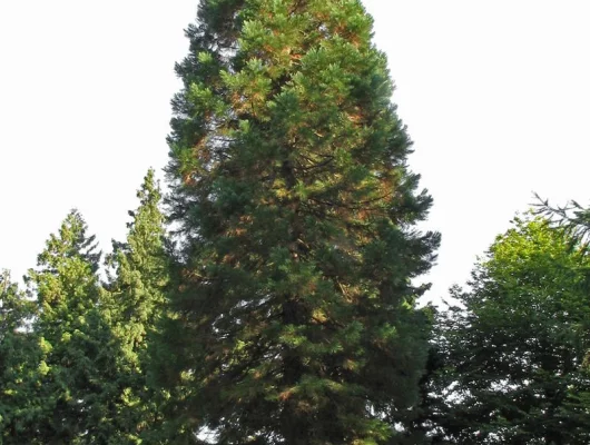 SEQUOIADENDRON giganteum - Séquoia géant