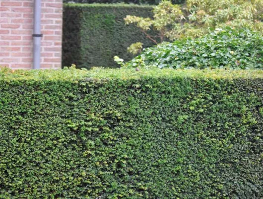 TAXUS baccata - If commun, If d'Angleterre