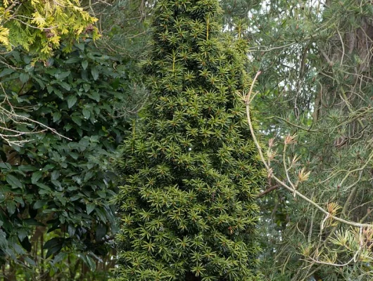 TAXUS baccata 'Fastigiata Aurea' - If d'Irlande, If doré fastigié