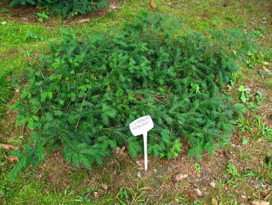 TAXUS baccata 'repandens' - If commun prostré