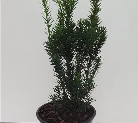 TAXUS cuspidata 'Nana' - If du Japon nain