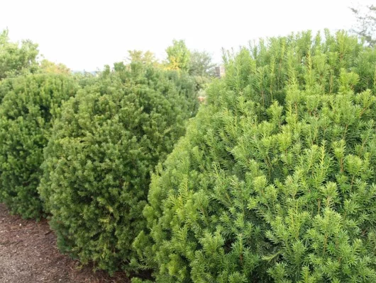 TAXUS media 'Hicksii' - If media 'Hicksii'