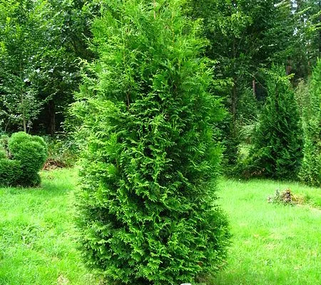 THUJA occidentalis 'Brabant' - Plantes de haie, Thuya du Canada