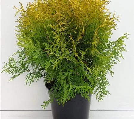 THUJA occidentalis 'Golden globe' - Thuya occidental 'Golden globe'