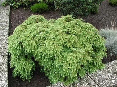 TSUGA canadensis 'Jeddeloh' - Pin ciguë, Sapin du Canada